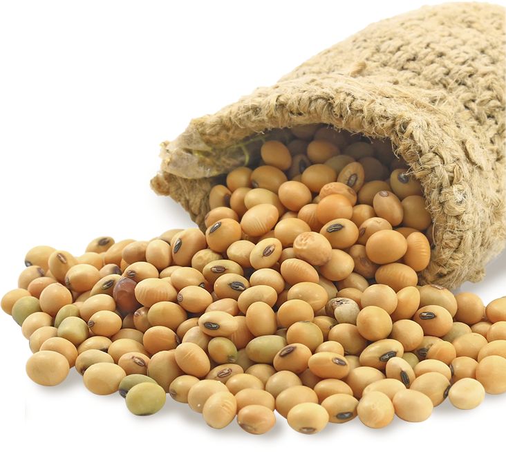 soya bean