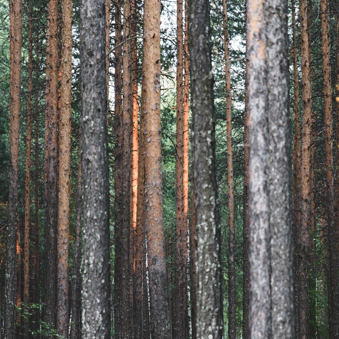 green-forest.jpg